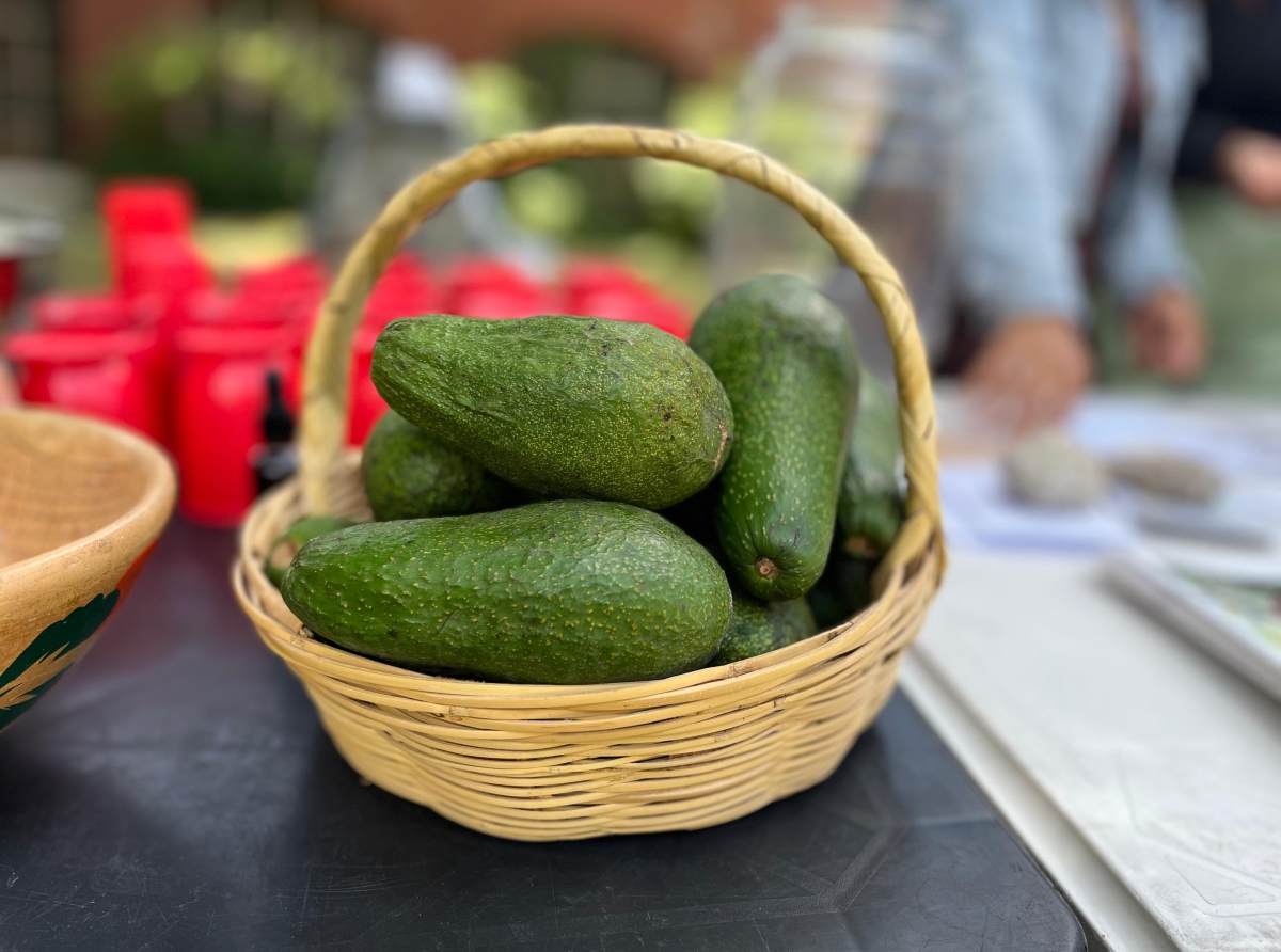 Atlixco genera 8 mil toneladas de aguacate fuerte; insuficiente para exportar