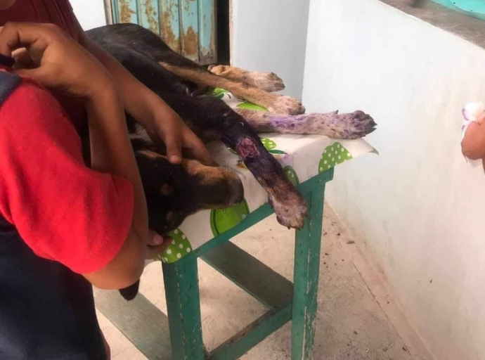 Llamado urgente para salvar a una perrita macheteada en Izúcar de Matamoros