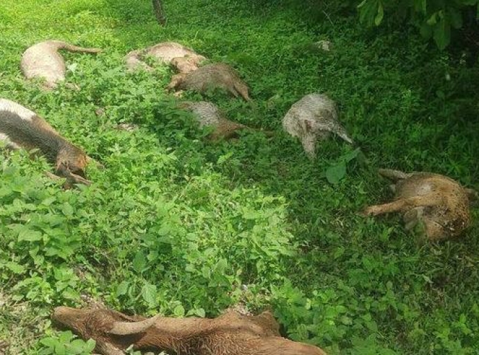 Ocurre ataque a ganado en Chiautla de Tapia