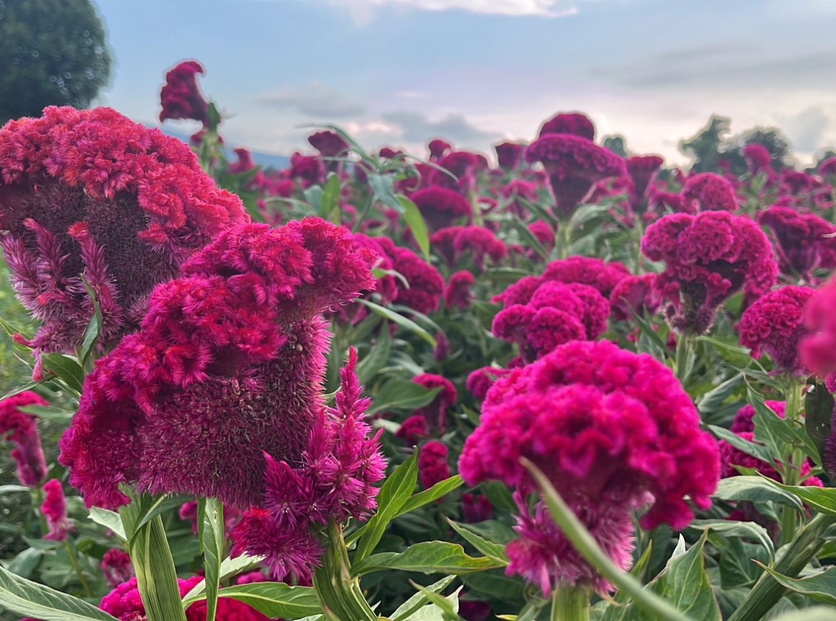 Tercera Edición de la Feria de la Flor en Santo Domingo Atoyatempan: Cempasúchil y Terciopelo para Honrar a los Muertos