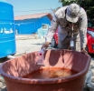 Reporta Salud 32 nuevos contagios de dengue