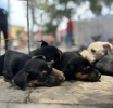 “Abre tu corazón a un lomito”: Atlixco organiza gran feria de adopción