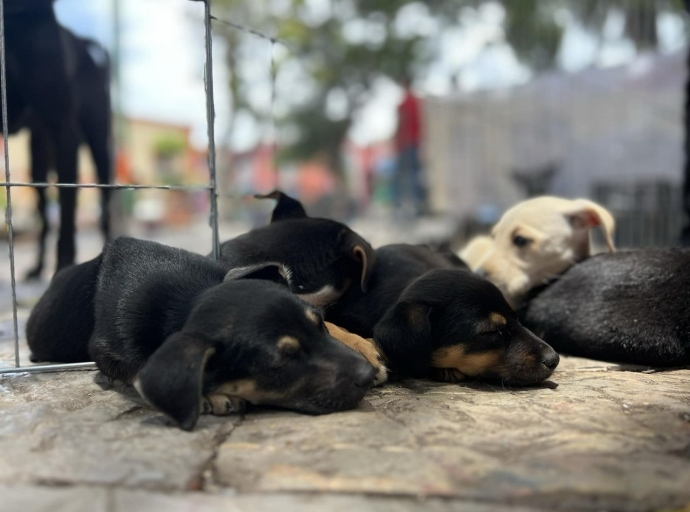 “Abre tu corazón a un lomito”: Atlixco organiza gran feria de adopción