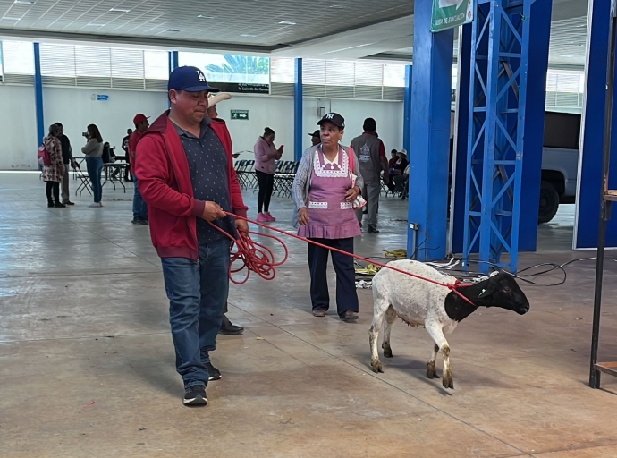 Atlixco impulsa la producción de carne ovina con entrega de sementales Dorper