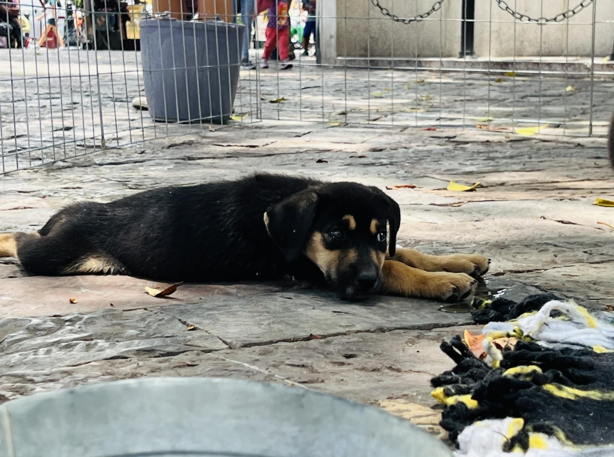  Atlixco impulsa el bienestar animal con un aumento del 28% en adopciones y la primera carrera del perro