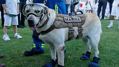 Frida, la perrita rescatista que nació para salvar vidas