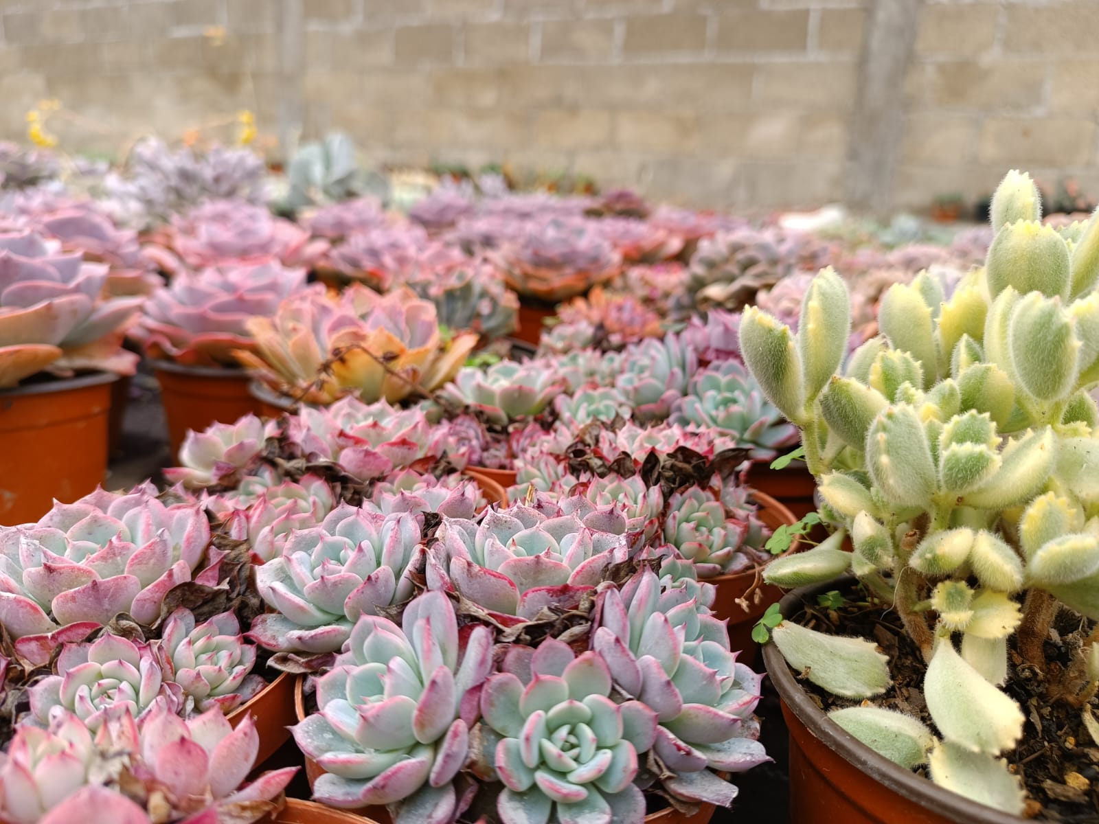 Suculentas, plantas cultivadas por manos atlixquenses