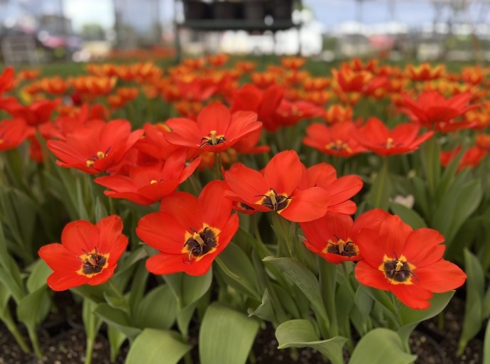 Viveristas de Cabrera llevan 12 años perfeccionando el tulipán holandés, la flor del amor y la amistad