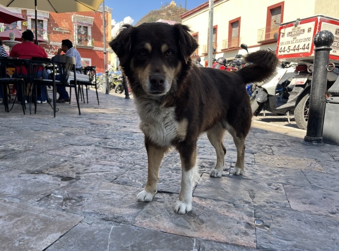 Atlixco celebrará la bendición de más de 200 mascotas en honor a San Antonio Abad