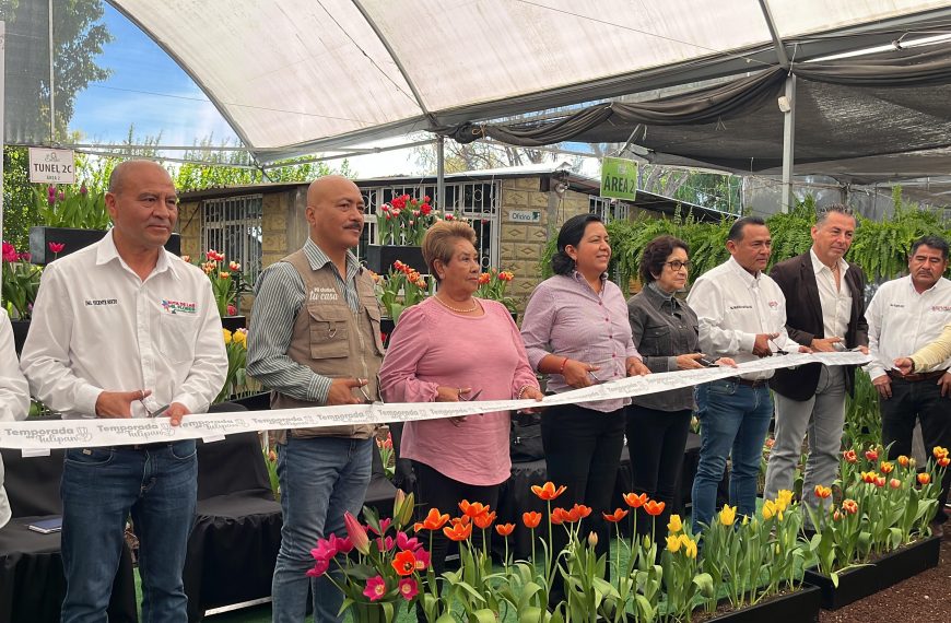 El Festival del Tulipán Holandés llenará de vida el zócalo de Atlixco