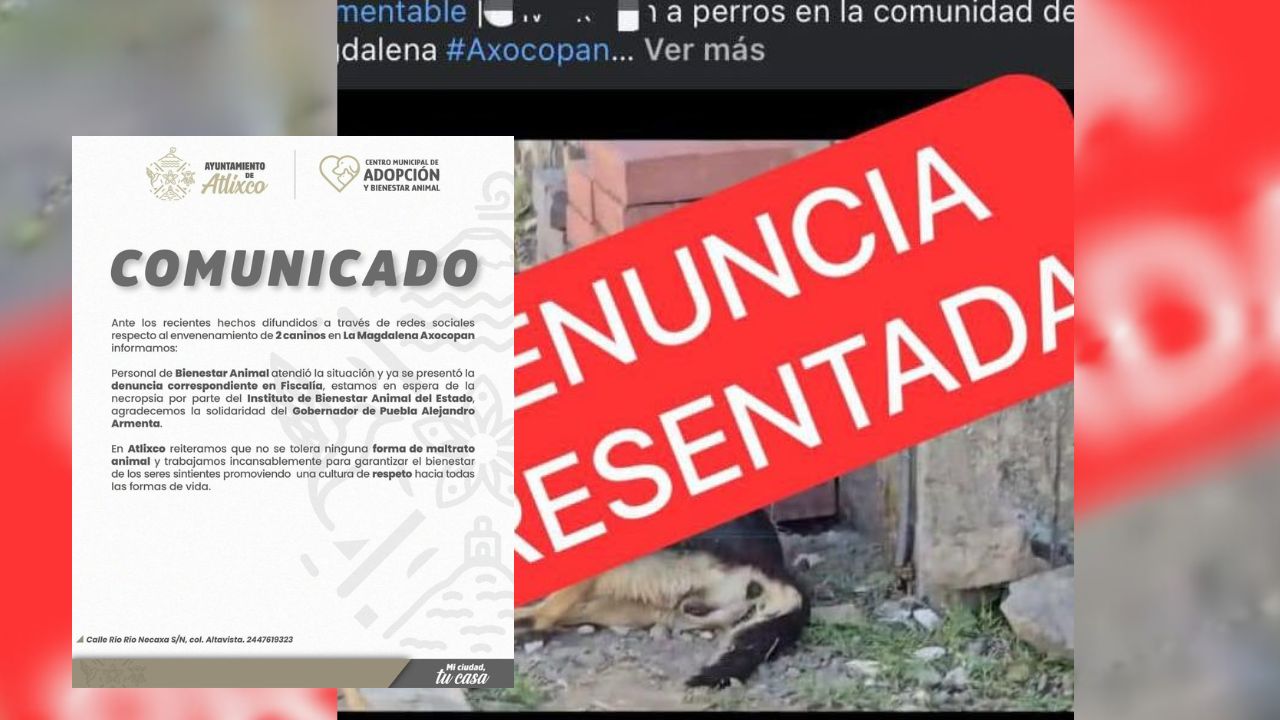 Bienestar Animal de Atlixco brinda acompañamiento en denuncias de maltrato animal