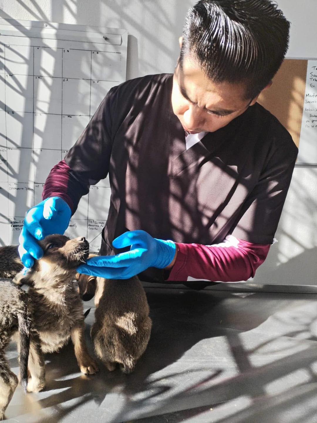 Rescatan a cuatro cachorros abandonados en Atlixco; buscan un hogar