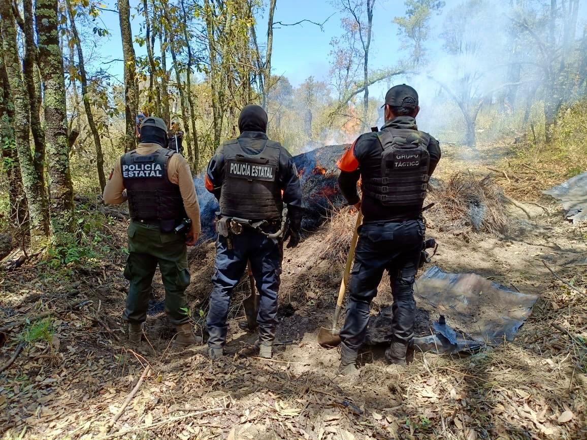 Puebla y Tlaxcala aseguran más de 200 troncos de madera ilegal en La Malinche