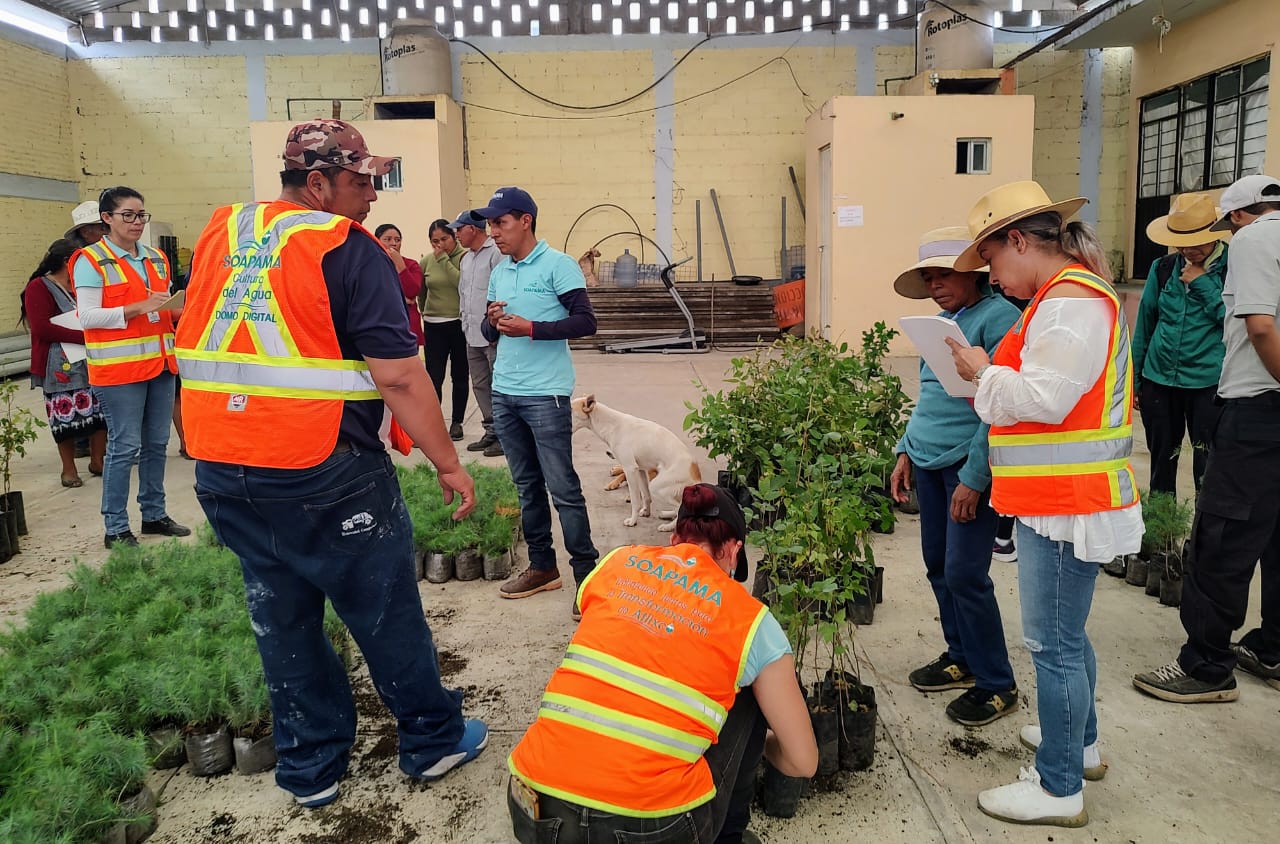 Reforestan con frutales en Atlixco: entregan 250 arbolitos en colonia La Ubera
